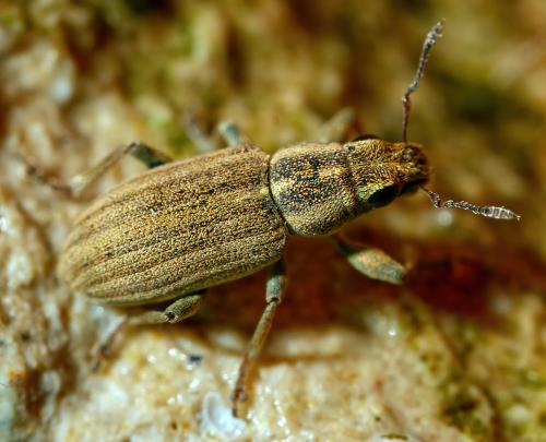 Sitona lineatus